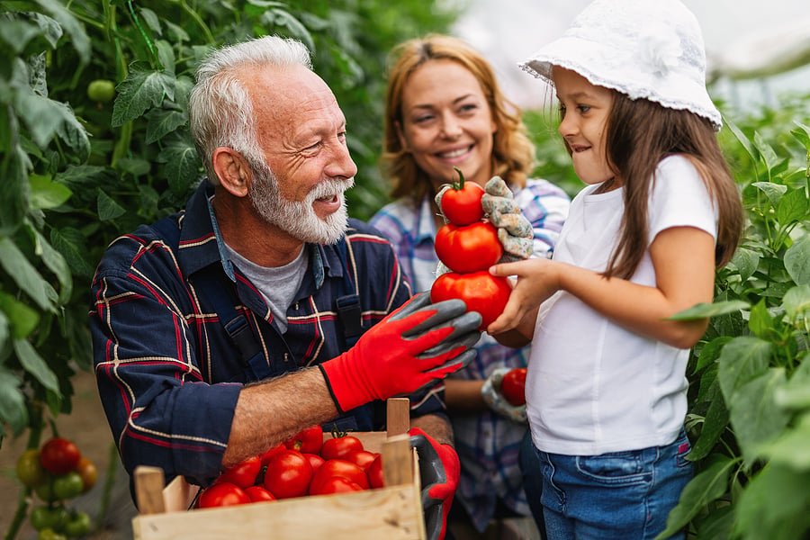 Grandfather in a garden with a smiling woman watching as a girl hands him ripe tomatoes from a crate.